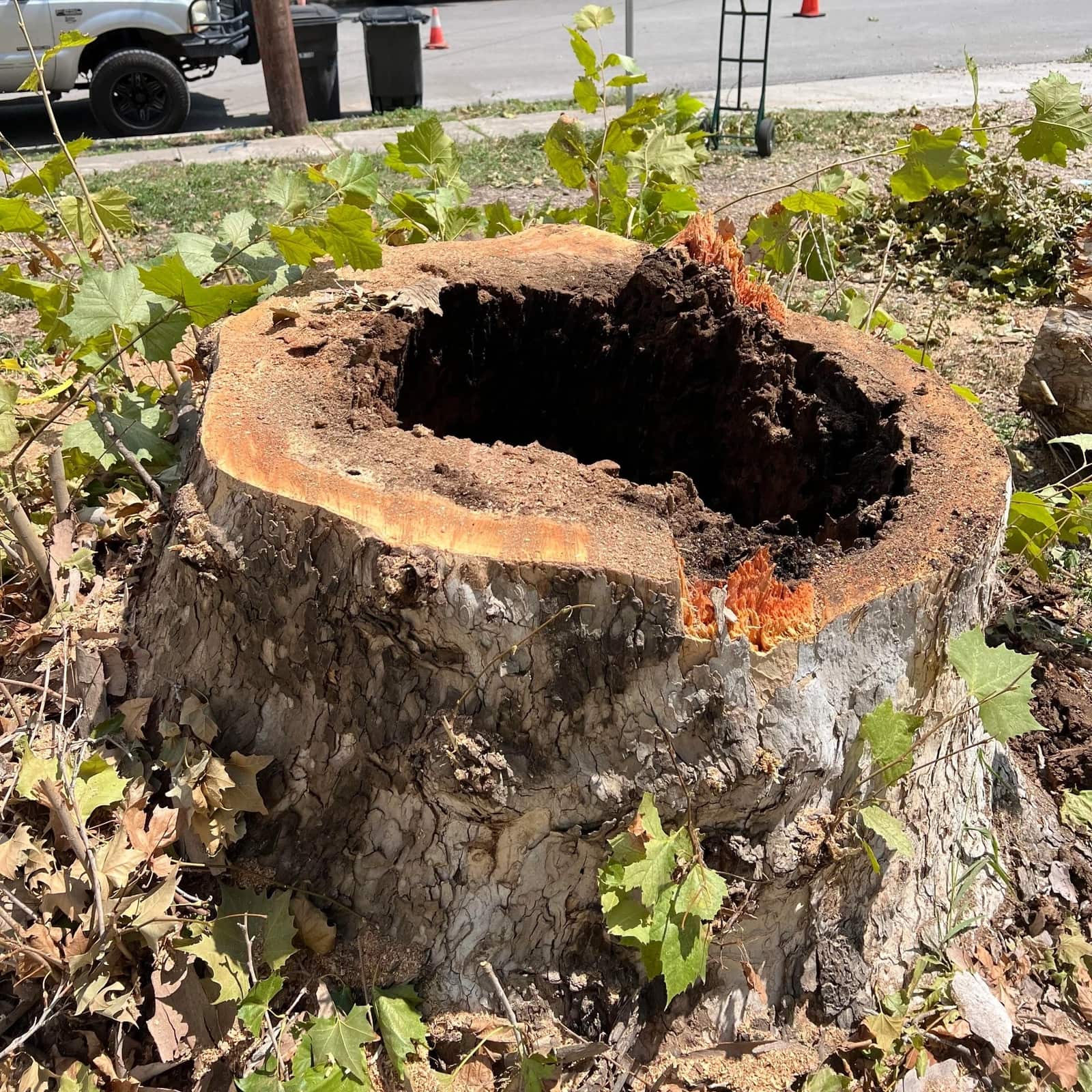South Texas Tree Service team in the field