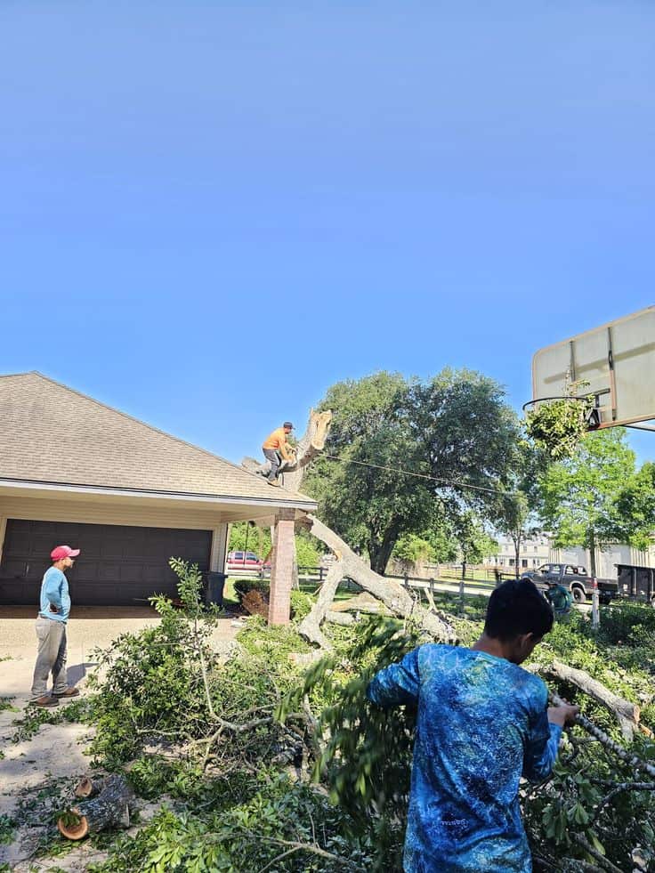 Cody Flores, General Manager of South Texas Tree Service