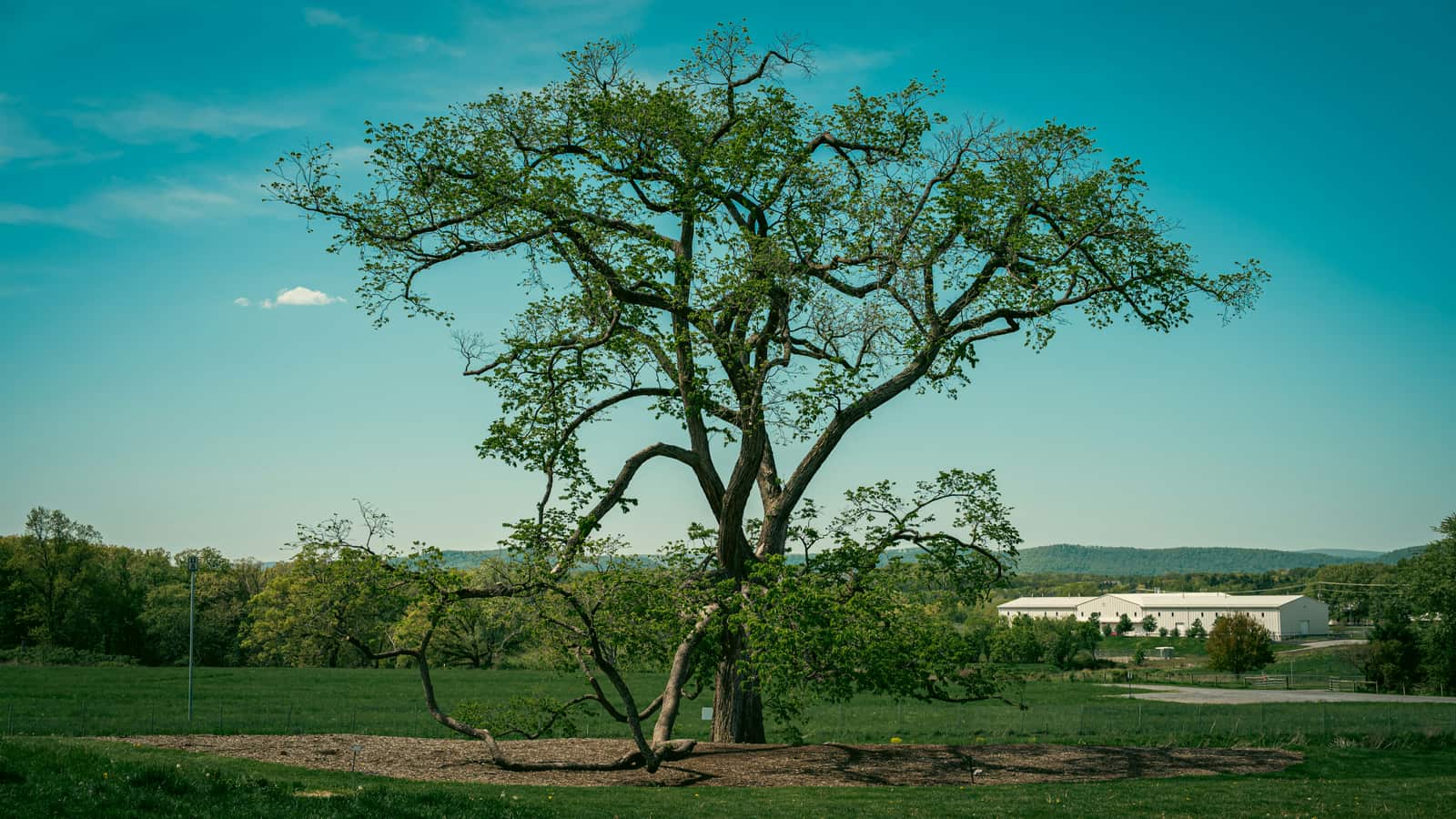 Seasoned firewood sales and delivery in San Antonio