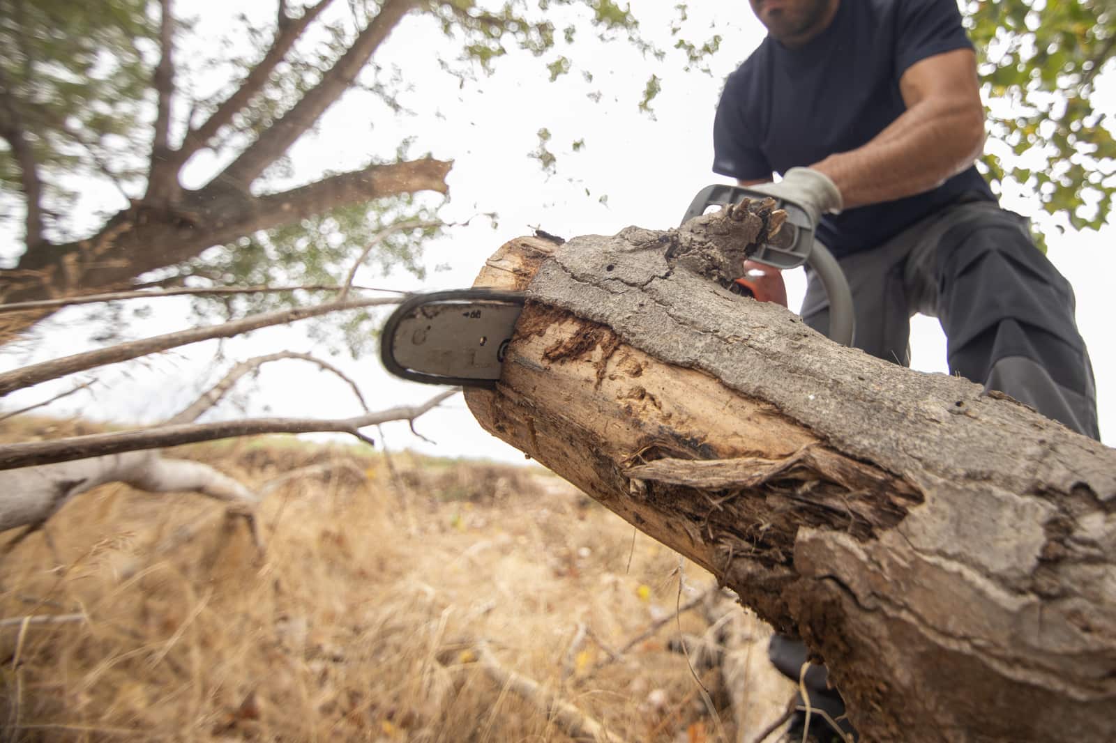 Land clearing and forestry maintenance San Antonio
