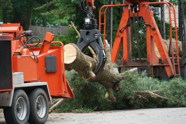 Landscape Design & Debris Cleanup