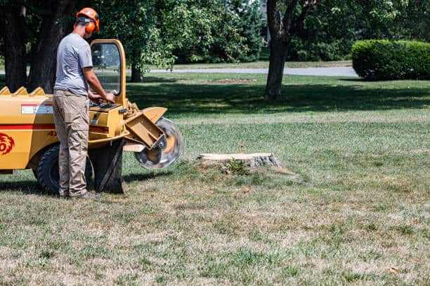 Professional stump grinding in San Antonio