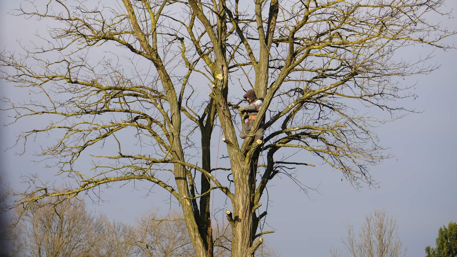 Tree care and removal near power lines in San Antonio