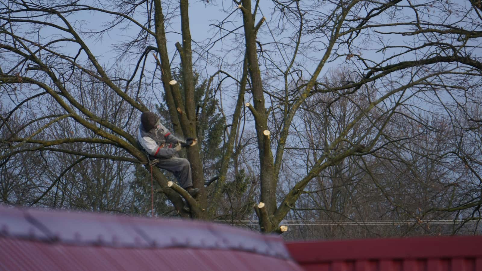 Expert tree trimming in San Antonio